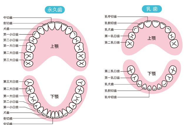 ブレースはどのくらい早く効果を発揮しますか?